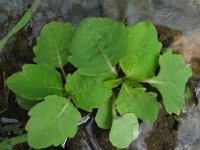 Jewel Weed - Good 4 PI  Jewelweed  (Impatience capensis) The young leaves of this plant are edible and the sap from the mature plant is used to treat poison ivy rash.